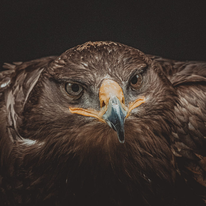 aigle-oiseau local