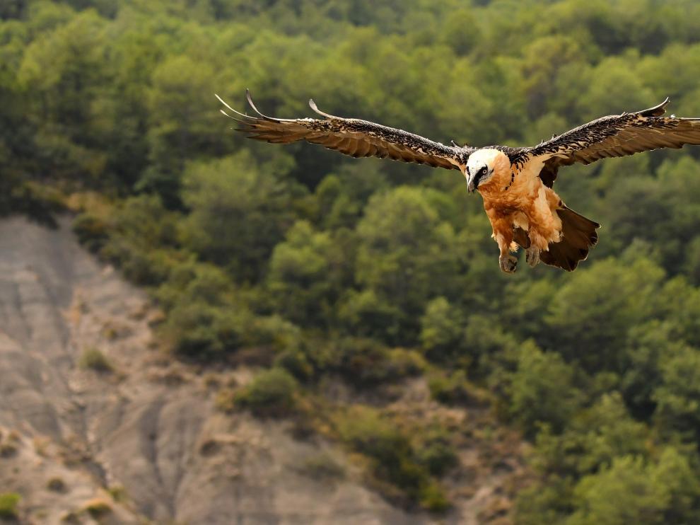 rapace-oiseau-quebrantahuesos-vol-armalygal